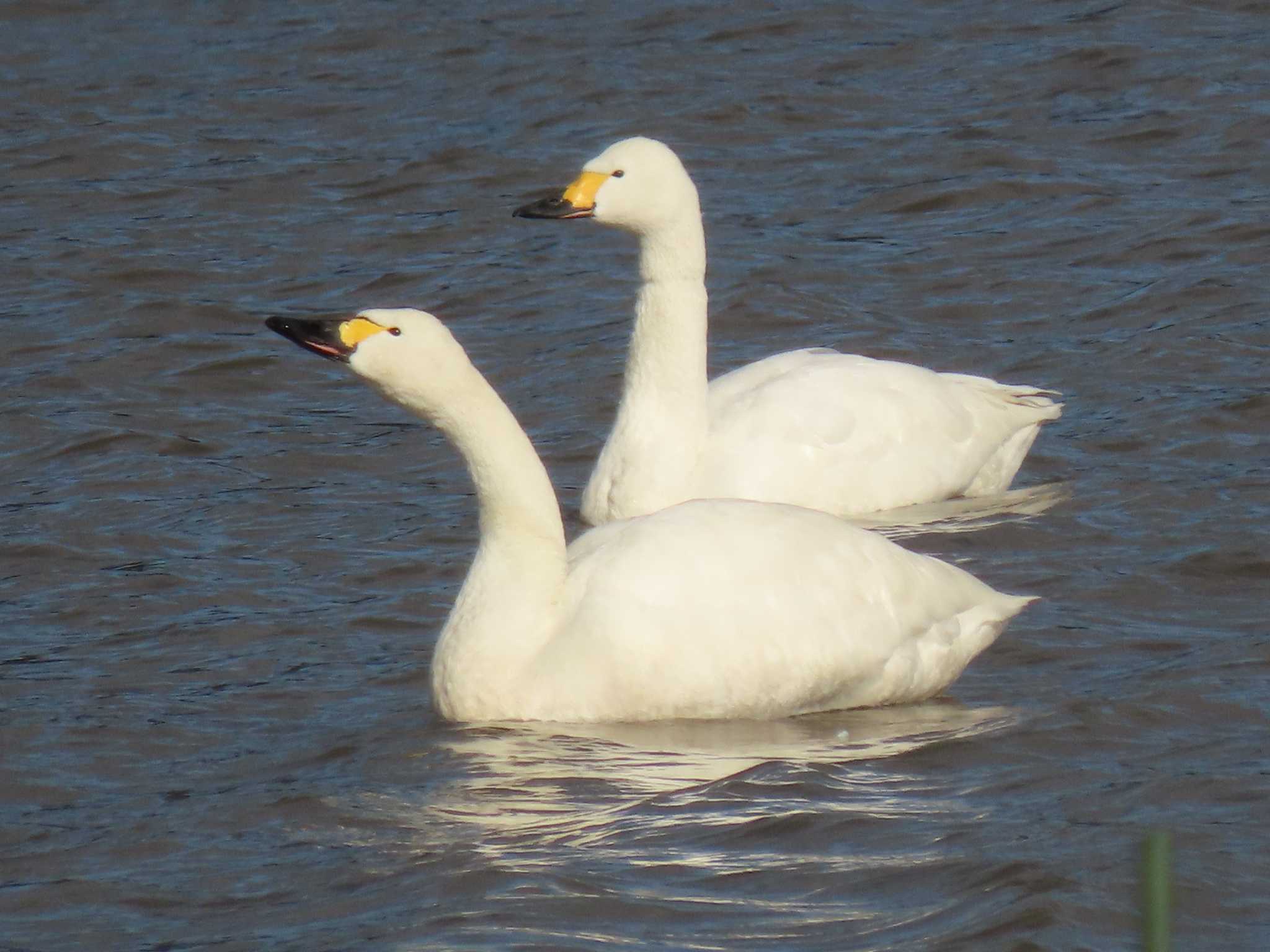 Tundra Swan