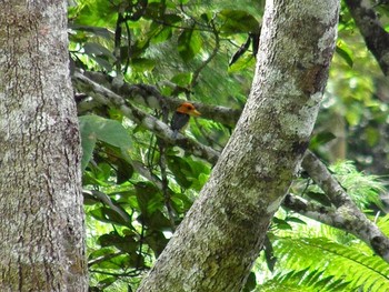 Yellow-billed Kingfisher パプアニューギニア Wed, 8/25/2010
