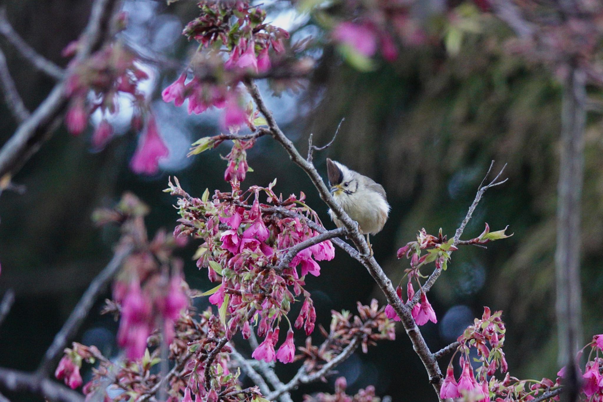 Photo of Taiwan Yuhina at 阿里山国家森林遊楽区 by のどか