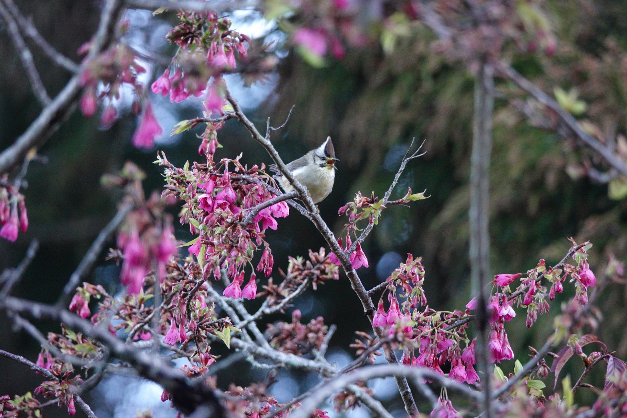 阿里山国家森林遊楽区 カンムリチメドリの写真 by のどか