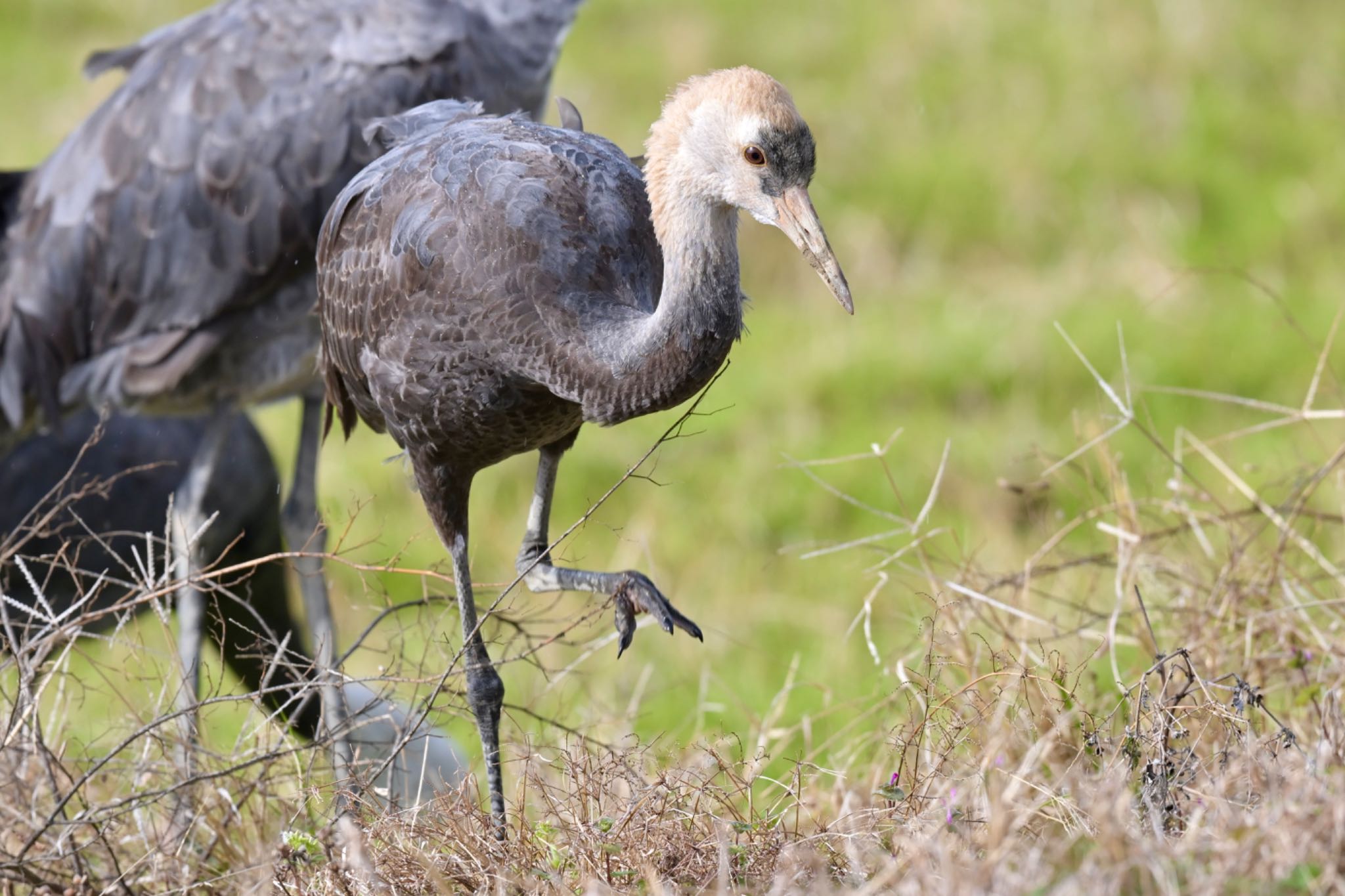 Photo of Hooded Crane at  by 美妃8