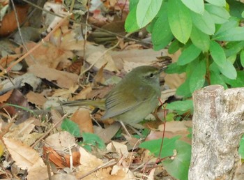 Mon, 2/5/2024 Birding report at 平和の森公園、妙正寺川