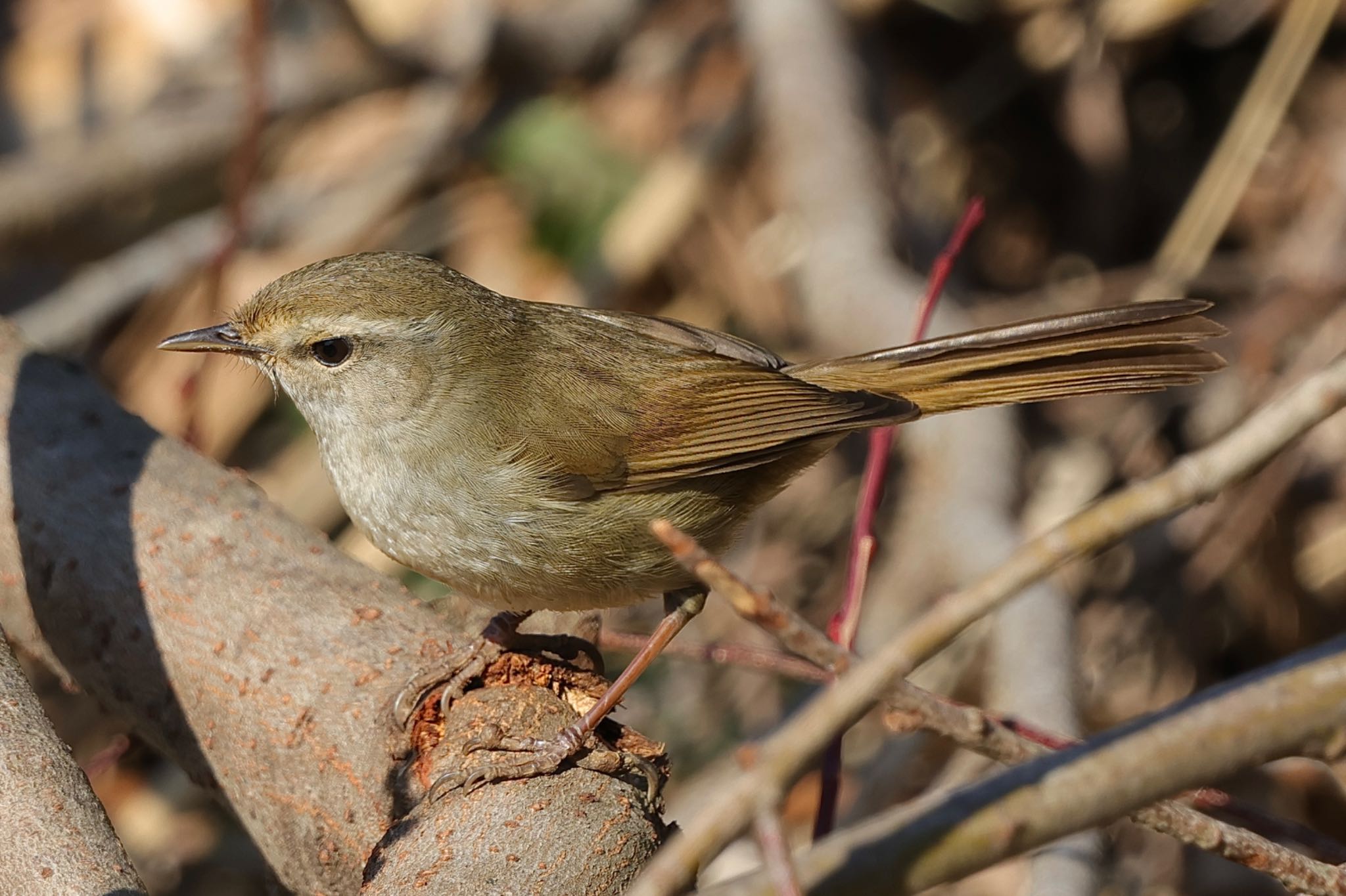 Japanese Bush Warbler