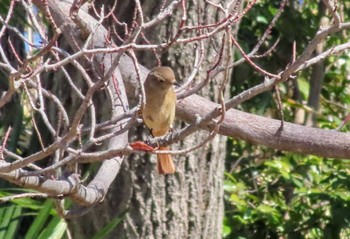 2024年1月30日(火) 東京都立桜ヶ丘公園(聖蹟桜ヶ丘)の野鳥観察記録