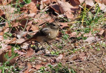 Daurian Redstart 東京都立桜ヶ丘公園(聖蹟桜ヶ丘) Tue, 1/30/2024