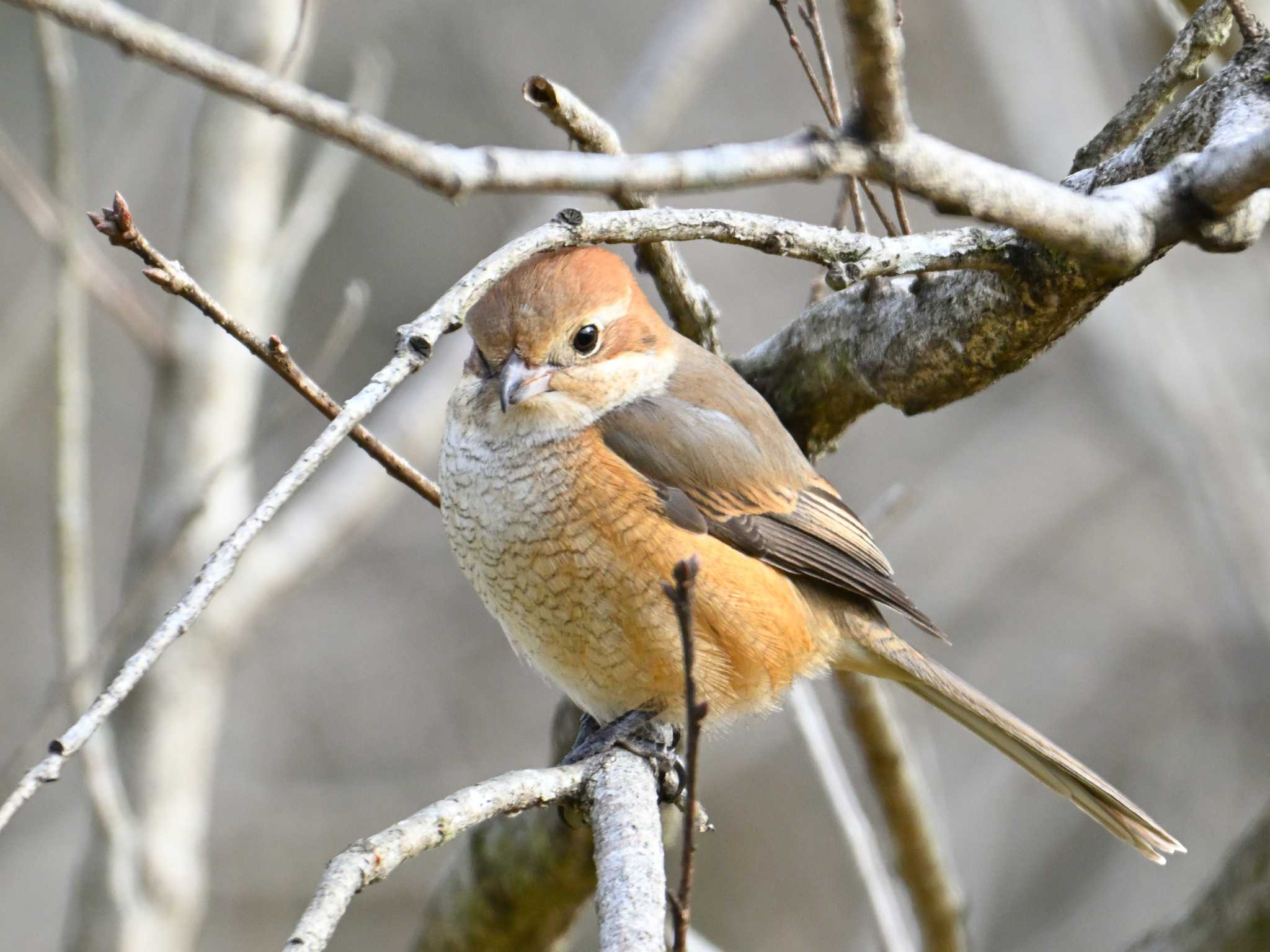 Bull-headed Shrike