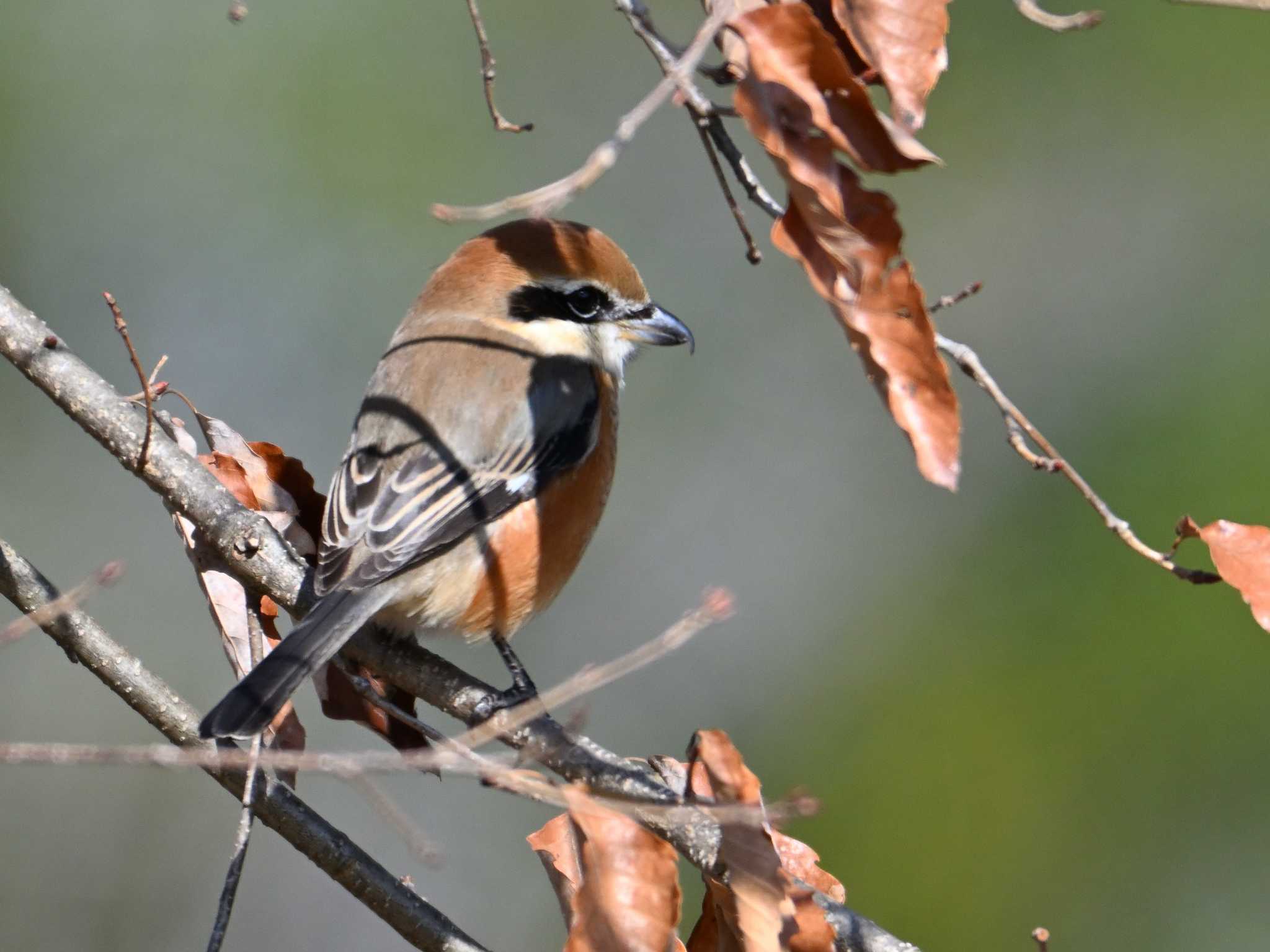 Bull-headed Shrike