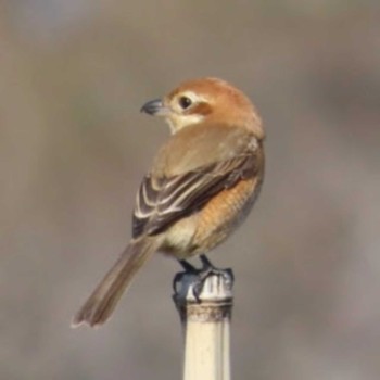 Bull-headed Shrike 涸沼 Mon, 1/1/2024