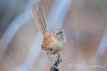 Kalkadoon Grasswren オーストラリア・マウントアイザ周辺 Unknown Date