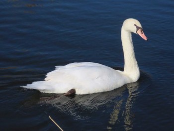 Mute Swan 涸沼 Mon, 1/1/2024