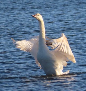 Mute Swan 涸沼 Mon, 1/1/2024