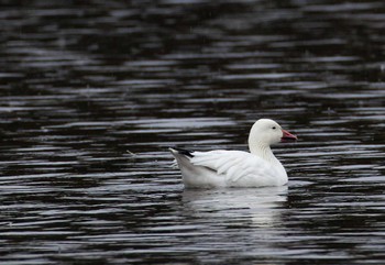 Snow Goose 千葉県 Sun, 2/4/2024