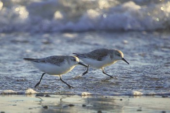 Sanderling 小沢渡町海岸 Sun, 2/26/2023