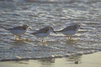 Sanderling 小沢渡町海岸 Sun, 2/26/2023