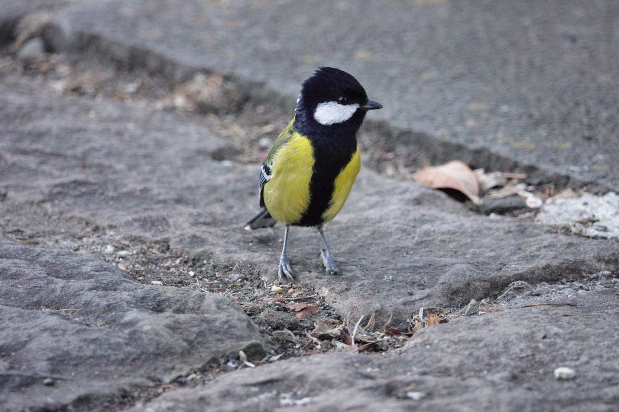 Green-backed Tit