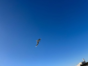 2024年1月25日(木) ふなばし三番瀬海浜公園の野鳥観察記録