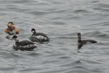 2024年2月5日(月) 多摩川の野鳥観察記録