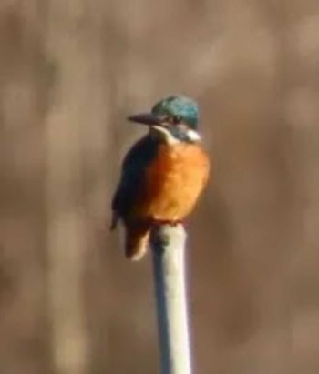 Common Kingfisher 涸沼 Mon, 1/1/2024