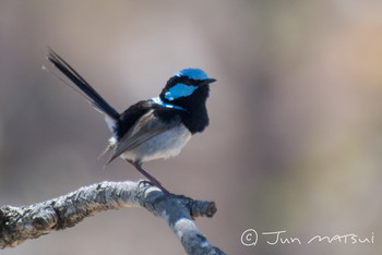 Superb Fairywren オーストラリア・ホバート周辺 Unknown Date