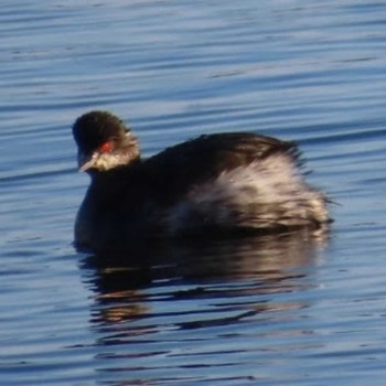 Black-necked Grebe 涸沼 Mon, 1/1/2024