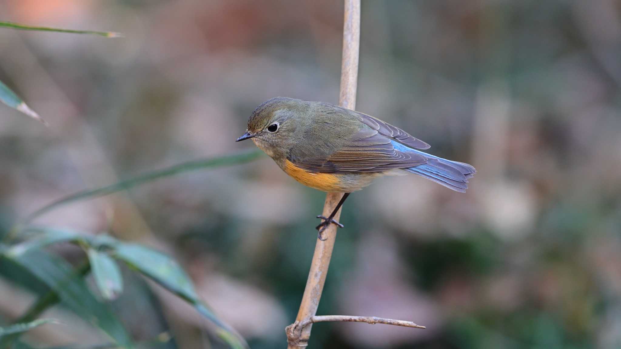 Photo of Red-flanked Bluetail at Akigase Park by 中嶋辰