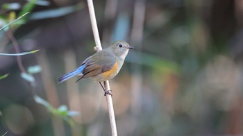 ルリビタキ 秋ヶ瀬公園 2023年12月25日(月)