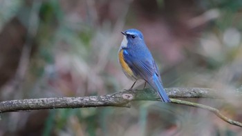 Red-flanked Bluetail Saitama Prefecture Forest Park Wed, 1/3/2024