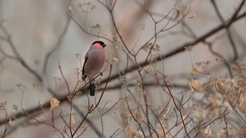 Eurasian Bullfinch Saitama Prefecture Forest Park Wed, 1/3/2024