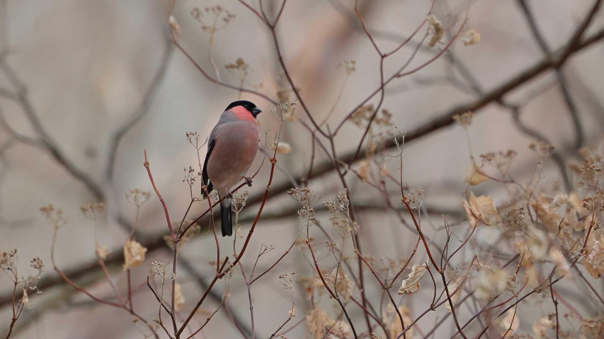 Photo of Eurasian Bullfinch at Saitama Prefecture Forest Park by 中嶋辰