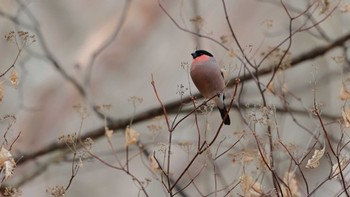 Eurasian Bullfinch Saitama Prefecture Forest Park Wed, 1/3/2024