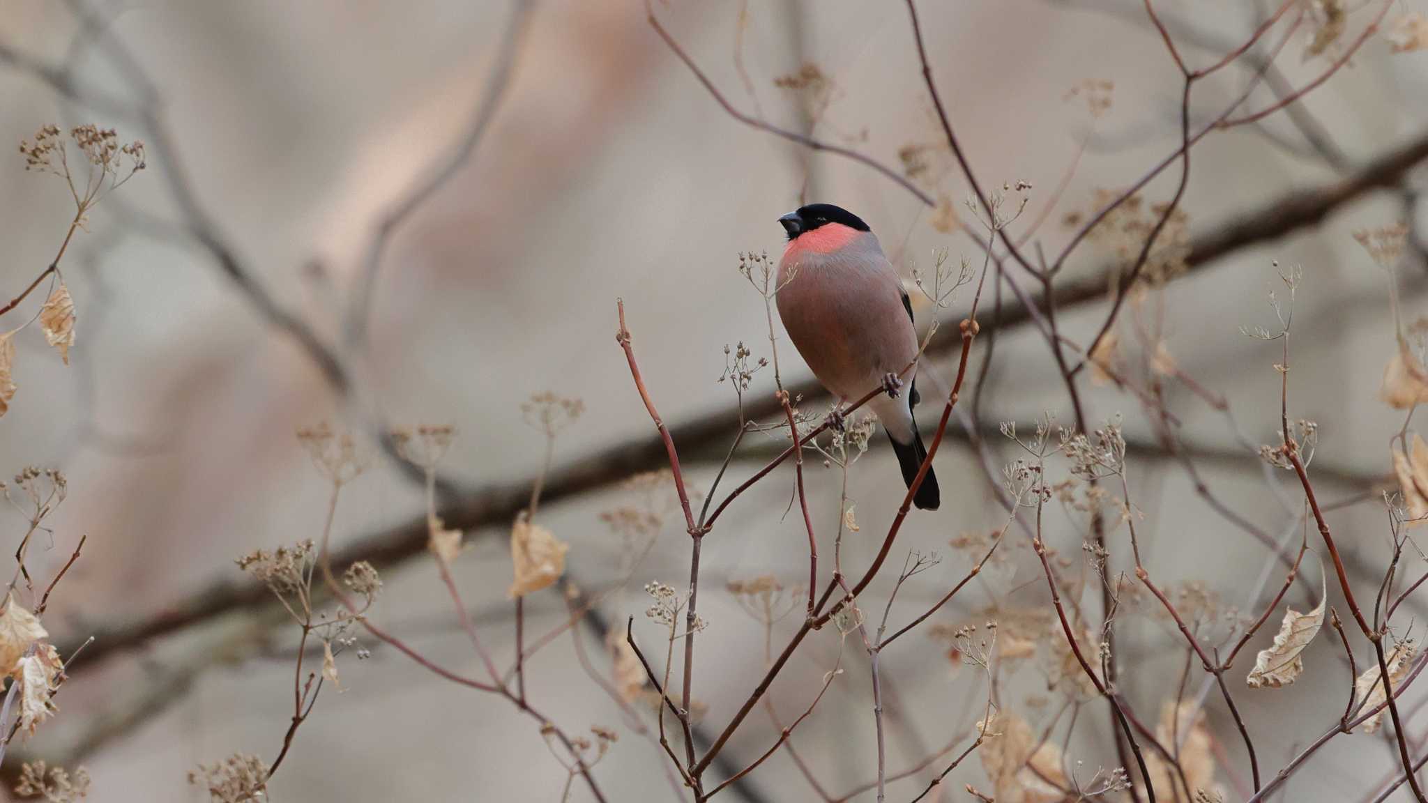 Photo of Eurasian Bullfinch at Saitama Prefecture Forest Park by 中嶋辰