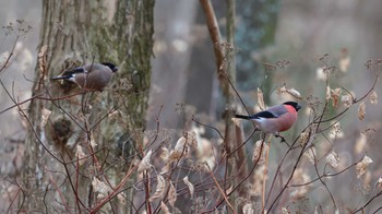 Eurasian Bullfinch Saitama Prefecture Forest Park Wed, 1/3/2024