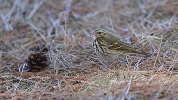 Olive-backed Pipit 秋ヶ瀬公園(野鳥の森) Thu, 1/25/2024