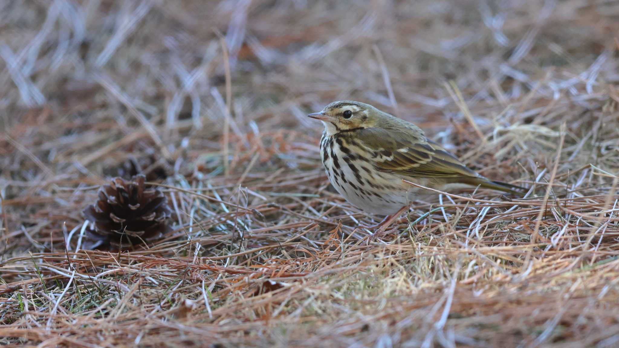 Photo of Olive-backed Pipit at 秋ヶ瀬公園(野鳥の森) by 中嶋辰