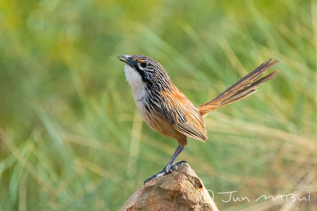 Photo of Carpentarian Grasswren at オーストラリア・マウントアイザ周辺 by Jun Matsui