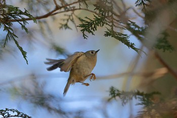 キクイタダキ 秋ヶ瀬公園(野鳥の森) 2024年2月3日(土)