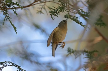 キクイタダキ 秋ヶ瀬公園(野鳥の森) 2024年2月3日(土)