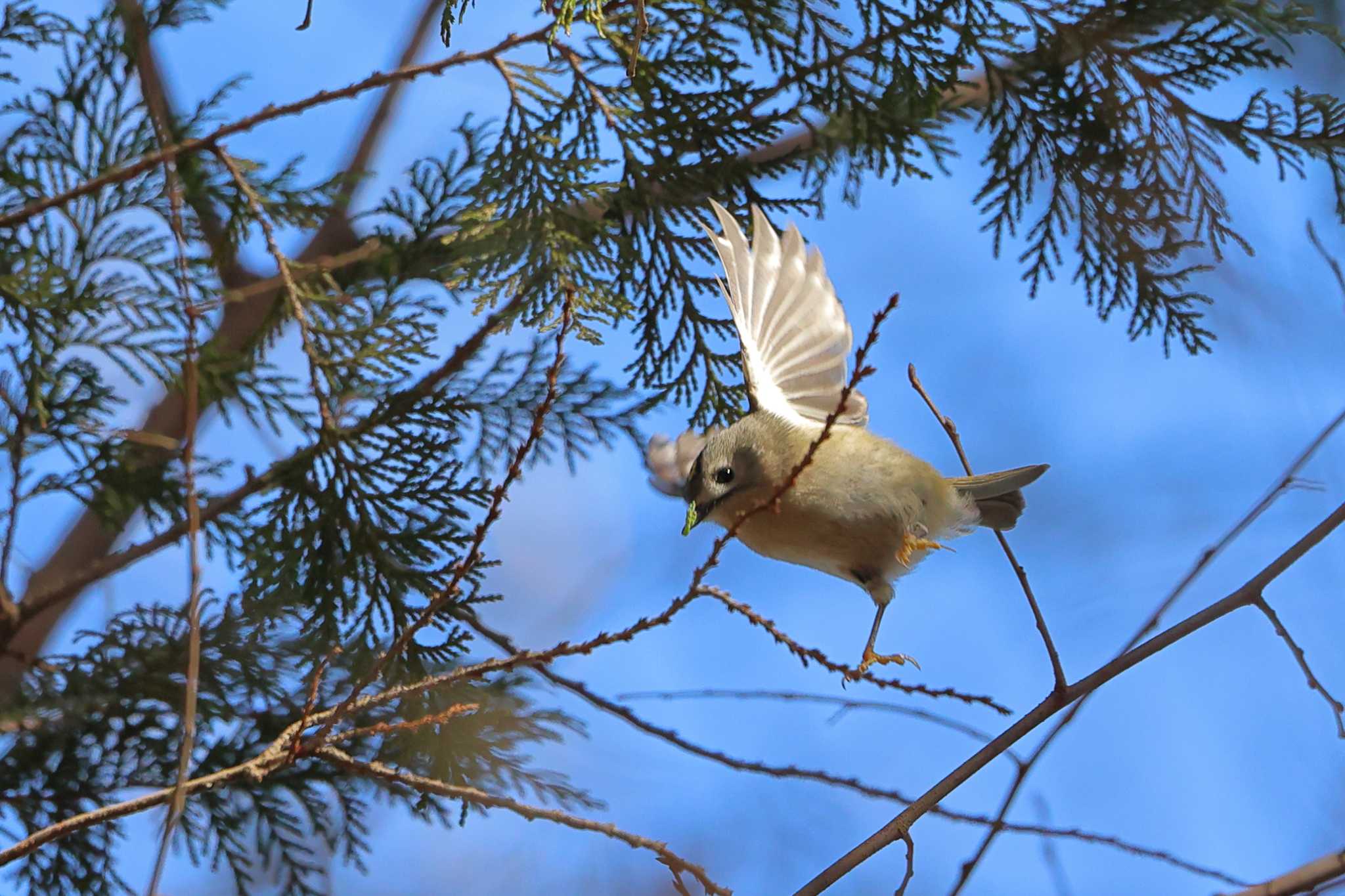 秋ヶ瀬公園(野鳥の森) キクイタダキの写真 by 中嶋辰