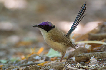 Purple-crowned Fairywren オーストラリア・バークタウン周辺 Unknown Date