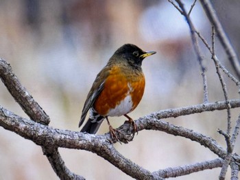 Brown-headed Thrush(orii) Mizumoto Park Mon, 2/5/2024