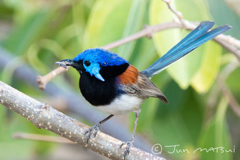 Variegated Fairywren オーストラリア・ジョージタウン周辺 Unknown Date