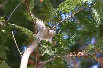 Goldcrest Akigase Park Sat, 2/3/2024