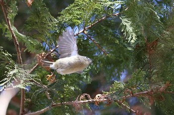 キクイタダキ 秋ヶ瀬公園 2024年2月3日(土)