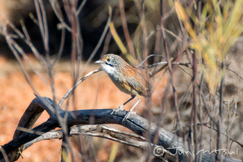 Striated Grasswren