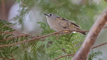 Goldcrest Akigase Park Fri, 1/19/2024