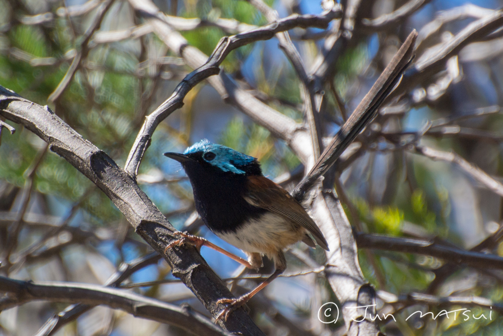 Photo of Red-winged Fairywren at オーストラリア・パース周辺 by Jun Matsui