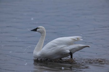 Tundra Swan(columbianus) 千葉県 Sun, 2/4/2024