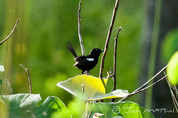 White-shouldered Fairywren パプアニューギニア・ポートモレスビー周辺 Unknown Date