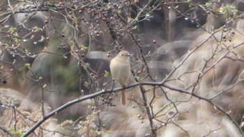 ジョウビタキ 平城宮跡 2024年2月4日(日)