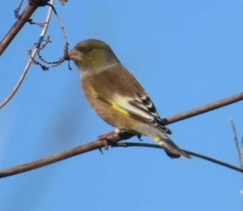 Oriental Greenfinch(kawarahiba) 麻機遊水地 Sat, 1/6/2024